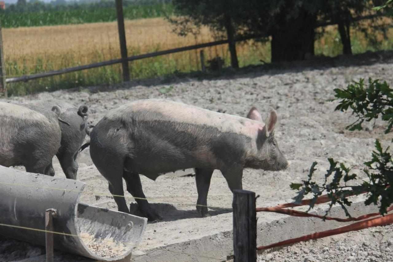 Agriturismo La Fraterna Tolle Dış mekan fotoğraf